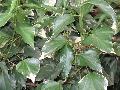 Glacier Ivy / Hedera helix 